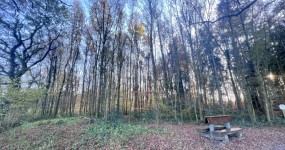 Waldstück in idyllischer Außenbereichslage in Ohrwege