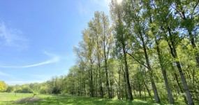 Ca. 5,4 ha Waldfläche in herrlicher Naturlage in Harpstedt