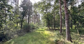 Großzügige Waldfläche (ca. 2,7 ha) in Wardenburg