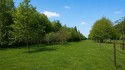 Blick auf die Waldfläche (mit KI bearbeitet)